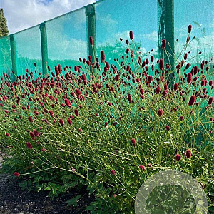 Sanguisorba 'Beetlewings' GM P9