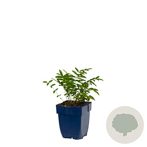 Sanguisorba o. 'Tanna' GM  P11