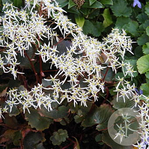 Saxifraga c. fortunei GM P9