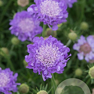 Scabiosa col. 'Mariposa Blue' GM P9