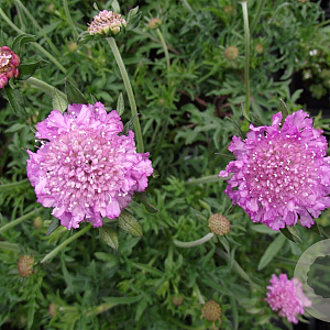 Scabiosa col. 'Pink Mist' GM P9