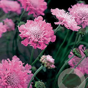 Scabiosa col. 'Pink Mist' GM P9
