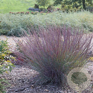 Schizachyrium s. 'Blue Paradise' GM P9