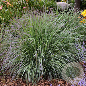 Schizachyrium sc. 'Twilight Zone' GM P9