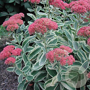 Sedum 'Lajos' GM P9