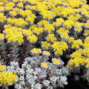 Sedum spathulifolium 'Cape Blanco' GM P9