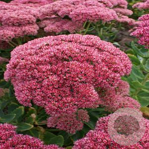 Sedum spectabile Key of Heaven GM P9