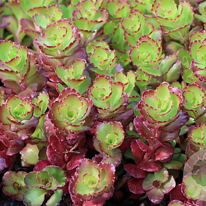 Sedum spurium 'Purple Winter' GM P9