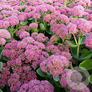 Sedum t. 'Munstead Purple' GM P9