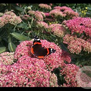 Sedum t. Seduction Pink Passion GM P9