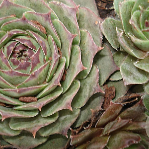 Sempervivum 'Feldmaier' GM P9