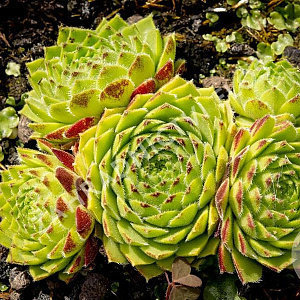 Sempervivum 'Godaert' GM P9