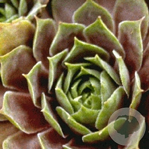 Sempervivum 'Othello' GM P9