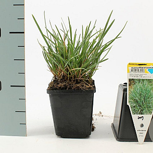 Sesleria heufleriana GM P9