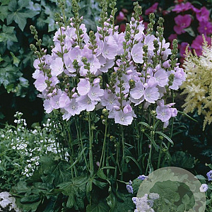 Sidalcea 'Little Princess' GM P9