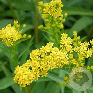 Solidago semp. 'Goldene Wellen' GM P9
