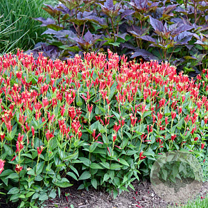 Spigelia maril. 'Little Redhead' GM P9