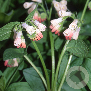 Symphytum grand. 'Hidcote Pink' GM P9