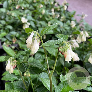 Symphytum grand. 'Miraculum' GM P9