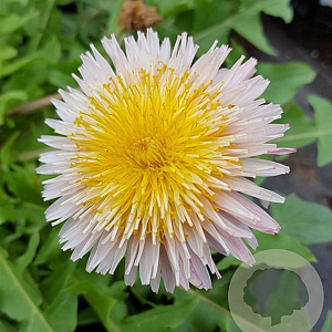 Taraxacum pseudoroseum GM P9