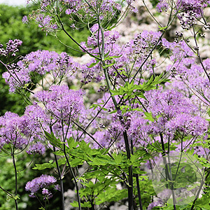 Thalictrum a. 'The Cloud' GM P9