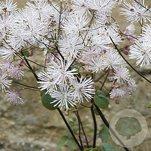 Thalictrum a. 'White Cloud' GM P9