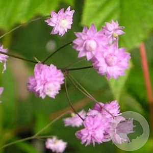 Thalictrum del. 'Hewitt's Double' GM P9