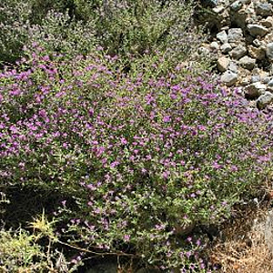 Thymus capitatus GM P9