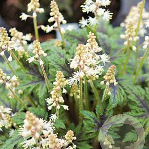Tiarella 'Timbuktu' GM P9