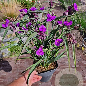 Tradescantia (A) 'JS Brainstorm' GM P9