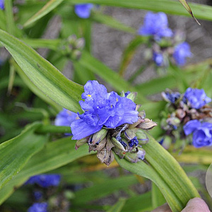 Tradescantia (A) 'Mac's Double' GM P9
