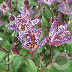 Tricyrtis form. 'Purple Beauty' GM P9