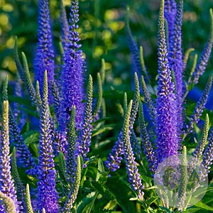 Veronica longif. 'Blauriesin' GM P9