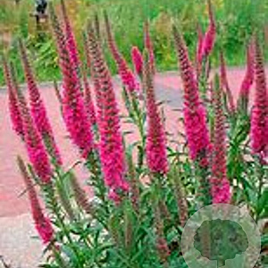 Veronica spic. 'Rosa Zwerg' GM P9