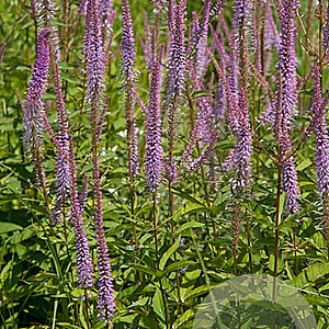 Veronicastrum virg. 'Adoration' GM P9