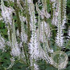 Veronicastrum virg. 'Diana' GM P9