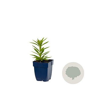 Veronicastrum virg. 'Lavendelturm' GM  P11