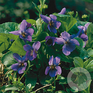Viola odorata GM P9