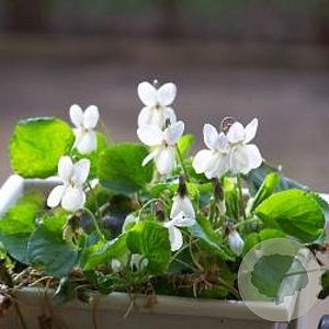 Viola odorata 'Reine des Neiges' GM P9
