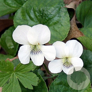 Viola sororia 'Albiflora' GM P9