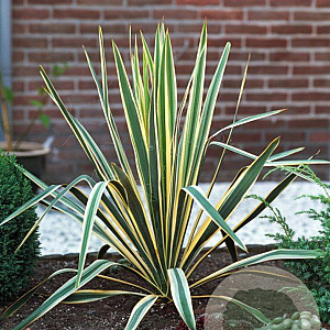 Yucca filamentosa 'Bright Edge' GM P9