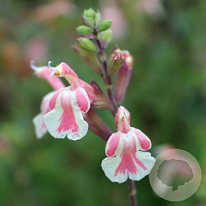 Salvia j. Belle de Loire GM P9