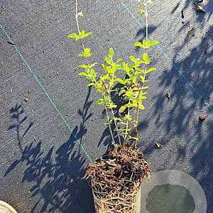 Salvia micr. 'Gletsjer' GM P9