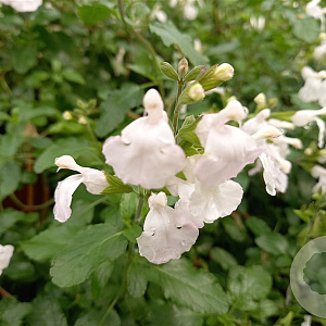 Salvia micr. 'Gletsjer' GM P9