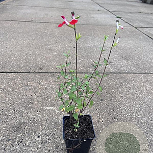 Salvia micr. 'Hot Lips' GM P9