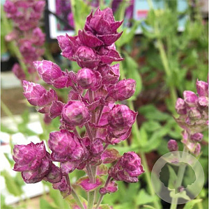 Salvia nem. 'Plumosa' GM P9