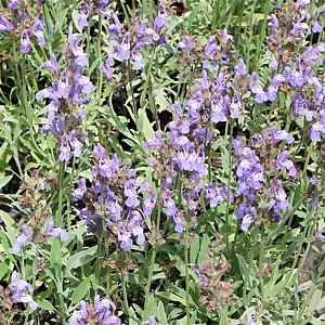 Salvia off. 'Grete Stölzle' GM P9