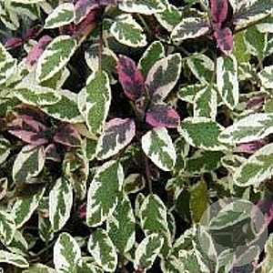 Salvia off. 'Tricolor' GM P9