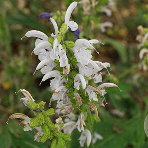 Salvia prat. 'Swan Lake' GM P9