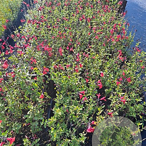 Salvia 'Royal Bumble' GM P9